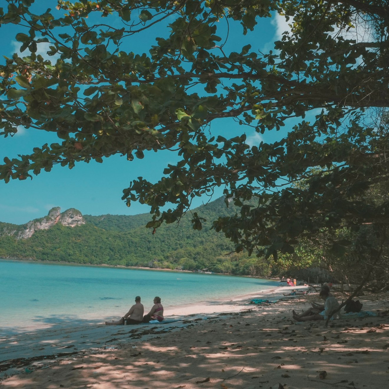 People sitting on a beach under a tree, with blue water and hills in the background.