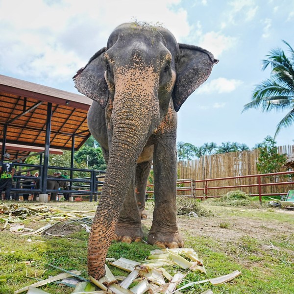 Elephant standing and eating in a fenced grassy area with trees and a shelter.