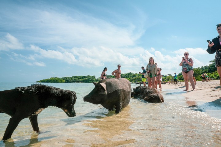 People and pigs interact on a sunny beach with shallow water.