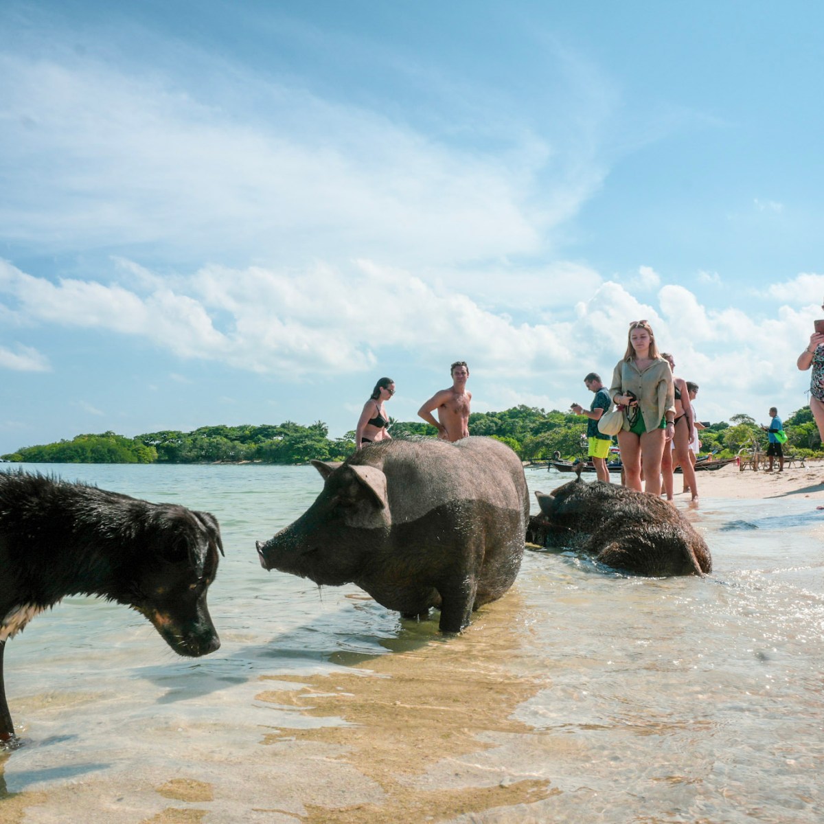 People and pigs interact on a sunny beach with shallow water.