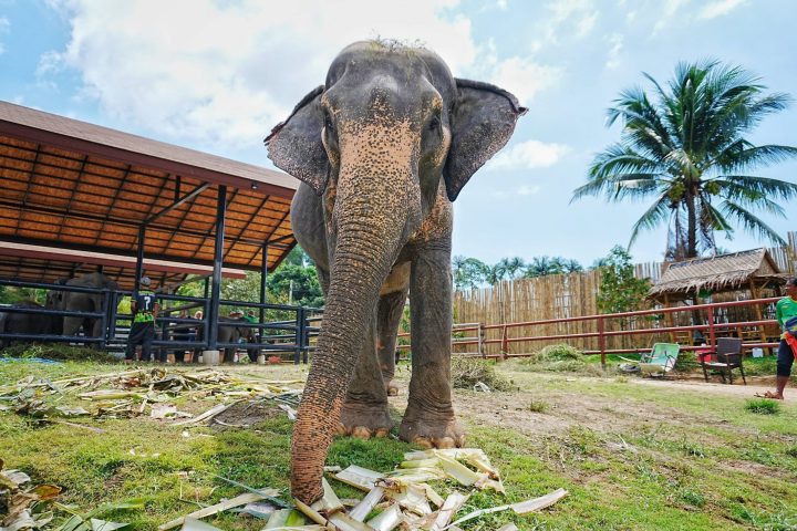 Elephant standing on grass near a shelter with palm trees in the background.
