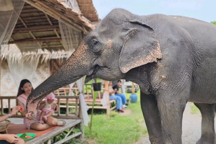 An elephant interacting with a family at an outdoor seating area.