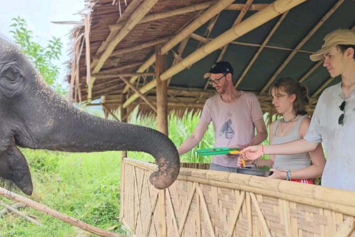 Three people feeding a young elephant over a bamboo fence.
