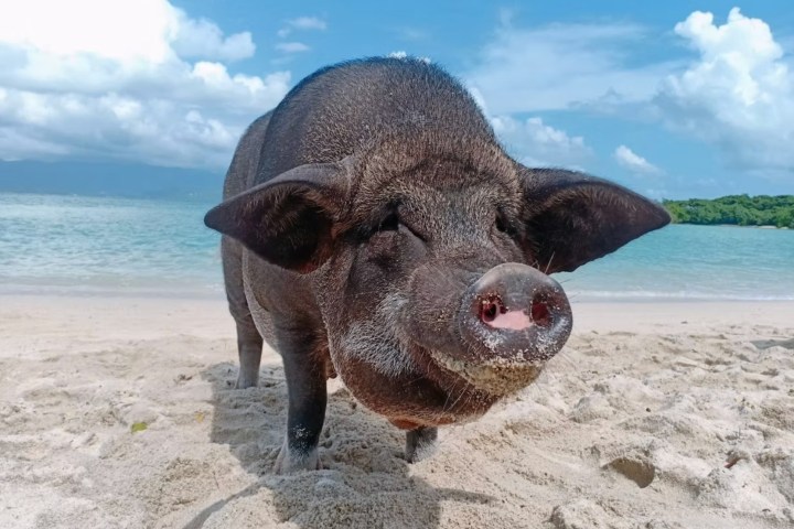 Pig standing on a sandy beach with ocean and sky in background.