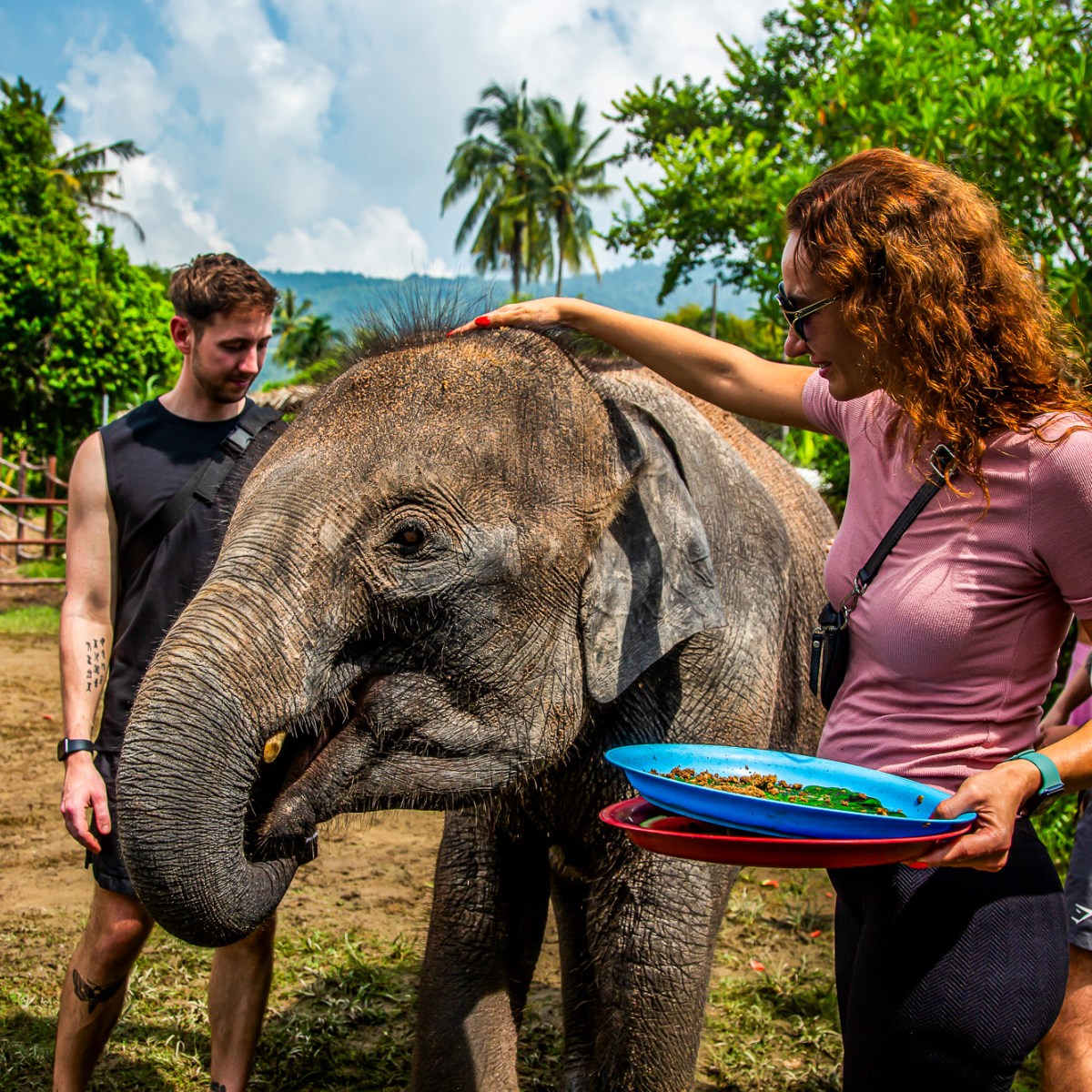 Group of people petting a baby elephant in an outdoor setting.